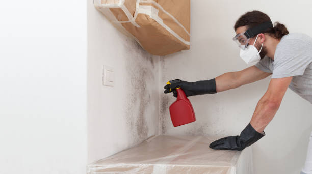 Professional Mold Remediation technician working in New Milford, IL